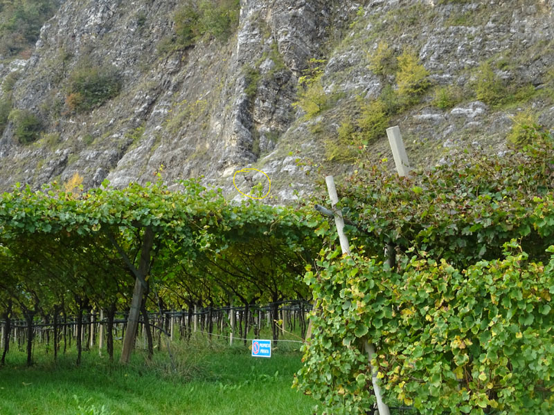 Rupicapra rupicapra.....dal Trentino Alto Adige